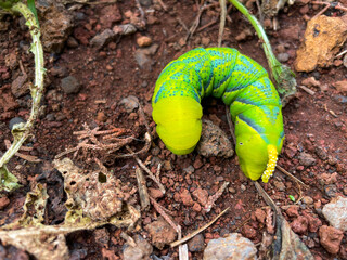 Yellow and green caterpillar in the soil of a field. Tenerife, Canary Islands, Spain