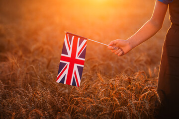 Small british flag in female hand at sunset in wheat field. - obrazy, fototapety, plakaty