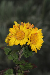 alpine aster yellow flower macro photo