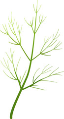 Dill leaf isolated. Fennel leaf for Salad. Natural ingredient. Culinary herb. Flat style. Object for design for banner, print, template. Cartoon PNG illustration