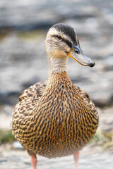 Norwegian Duck