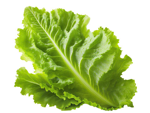 Delicious lettuce leaves cut out. Based on Generative AI