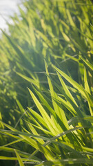 Arbusto silvestre de hierba verde a contraluz