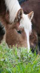 Caballo marrón pastando en ladera de monte de Asturias