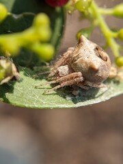 unique spider on a leaf