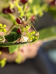 unique spider on a leaf