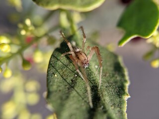 unique spider on a leaf