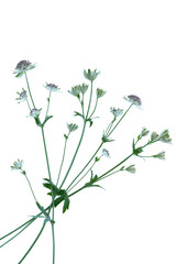Astrantia flower on a white background
