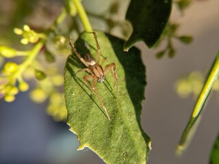 unique spider on a leaf