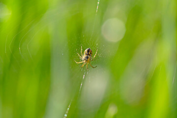 small spider on web in green grass