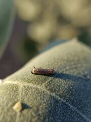 bug on a leaf