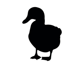 Vector flat duck silhouette isolated on white background