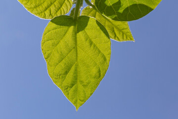 green leaves against clear blue sky