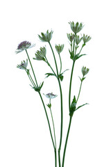 Astrantia flower on a white background

