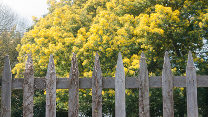 Arbol mimosa de flores amarillas tras valla de madera en zona rural