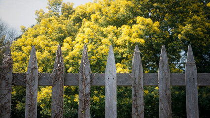 Arbol mimosa de flores amarillas tras valla de madera en zona rural