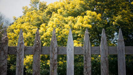 Naklejka premium Arbol mimosa de flores amarillas tras valla de madera en zona rural