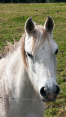 Retrato de caballo blanco delgado y joven