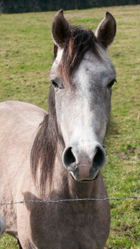 Retrato de caballo gris fino tras valla de alambre en pradera