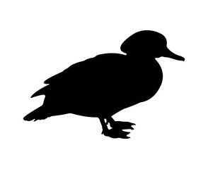 Vector flat duck silhouette isolated on white background