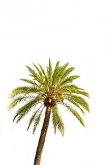 A palm tree isolated on white background