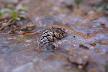A pinecone trapped in ice