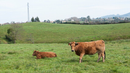 Dos vacas marrones en pradera de hierba