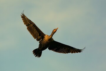 Cormorant takes a flight in the open sky