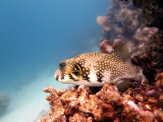 red sea fish and coral reef