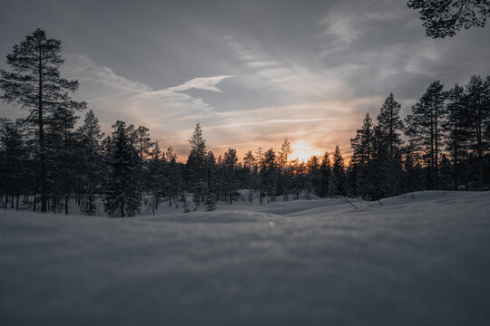Swedish Winter