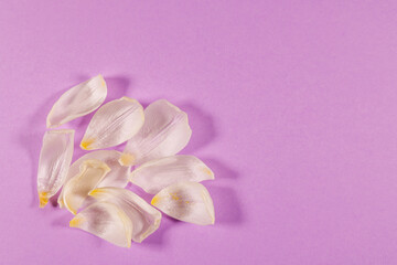 Lilac background with tulip petals