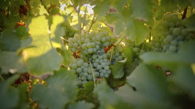 White grapes in vineyard travelling shot