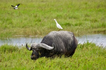 Ngorongoro Crater Symbiotic Relationship