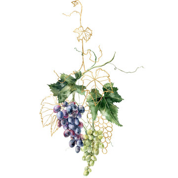 Watercolor tropical bouquet of linear grapes branches and gold leaves. Hand painted card of fresh fruits isolated on white background. Tasty food illustration for design, print, fabric or background.