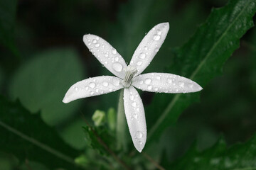 Closeup of white flower with morning dew drops in garden