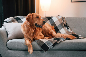 On the grey colored sofa. Lying down. Cute Golden retriever dog is indoors in the domestic room