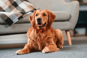 Relaxed cute Golden retriever dog is indoors in the domestic room lying down on the floor - Powered by Adobe