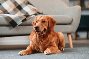 Calm pet is relaxed, lying down on the floor. Cute Golden retriever dog is indoors in the domestic room