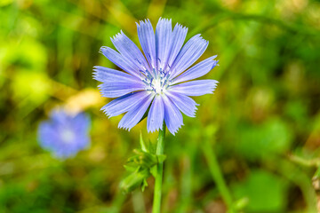 Beauty wild growing flower chicory ordinary on background meadow