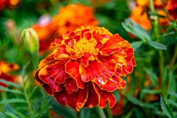 Fine wild growing flower marigold calendula on background meadow