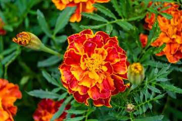 Fine wild growing flower marigold calendula on background meadow
