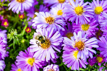 Fototapeta premium Beautiful wild flower winged bee on background foliage meadow
