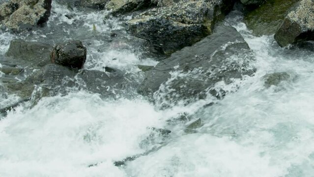 Salmon leap onto rocky riverbeds and swim upstream with rapids. Alaskan Salmon Migration: A Journey Full of Challenges and Wonders. USA., 2017
