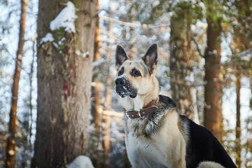 Naklejka premium Dog German Shepherd outdoors in the forest in a winter day. Russian guard dog Eastern European Shepherd in nature on the snow and white trees covered snow