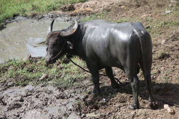 Black indian buffalo in the mud, Goa.