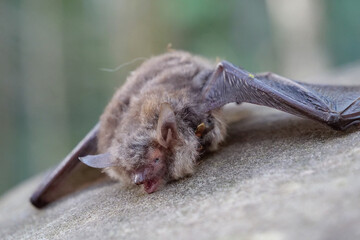 Dead bat lies on the stone in the forest. Fly sits over a dead bat