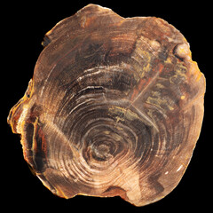 A section of the trunk of a petrified wood with preserved structure and annual rings isolated on a black background
