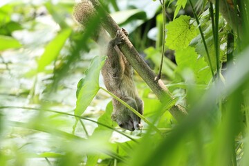 squirrel eating plant