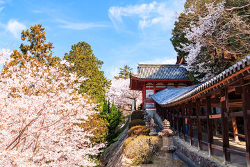 	桜咲く吉備津神社の回廊