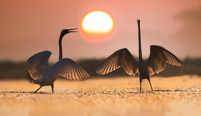 Sunrise with birds Dance 